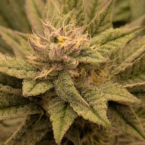 Garlic Budder #1  growlog timeline photo