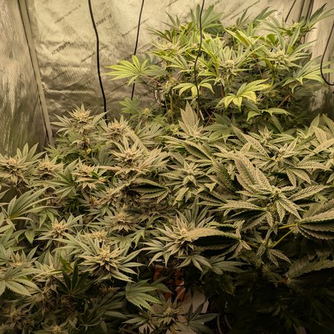 Garlic Budder #1  growlog timeline photo