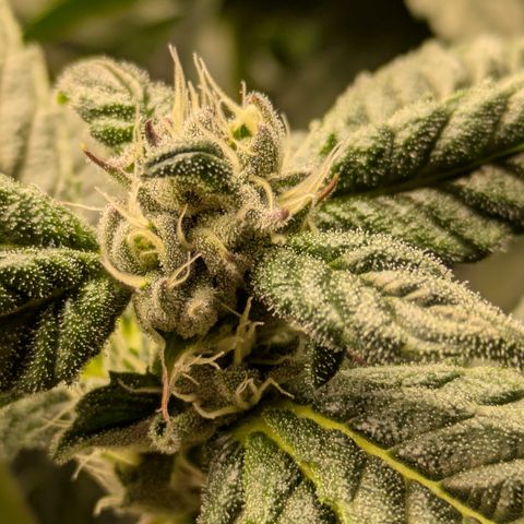 Garlic Budder #1  growlog timeline photo