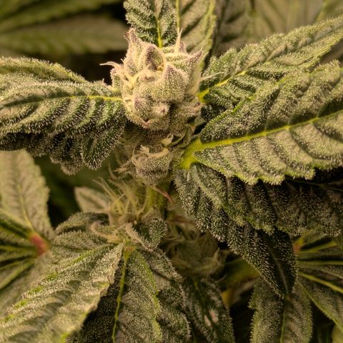 Garlic Budder #1  growlog timeline photo