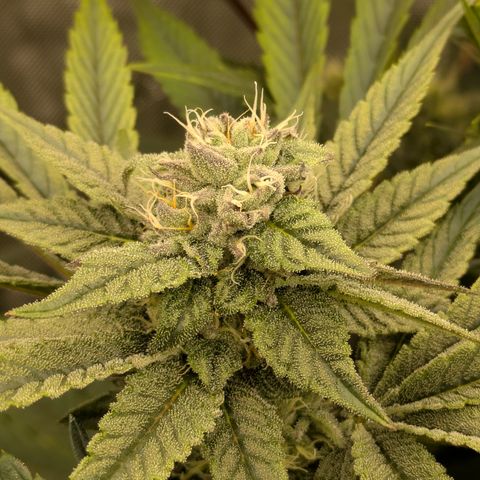 Garlic Budder #1  growlog timeline photo