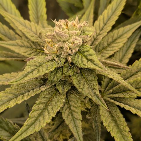 Garlic Budder #1  growlog timeline photo