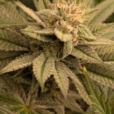 Garlic Budder #1  growlog timeline photo
