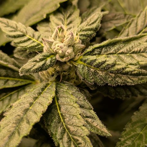 Garlic Budder #1  growlog timeline photo