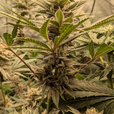 Garlic Budder #1  growlog timeline photo