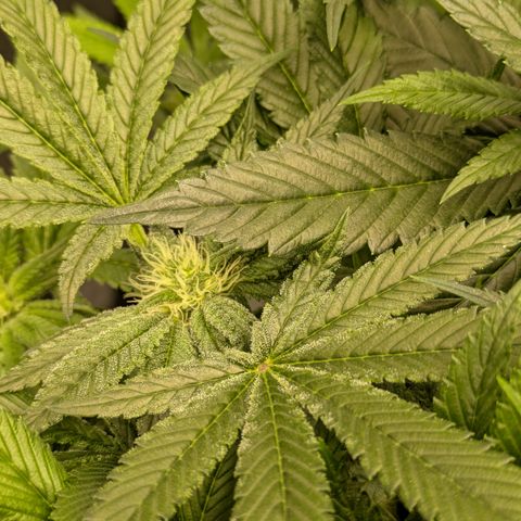Garlic Budder #1  growlog timeline photo