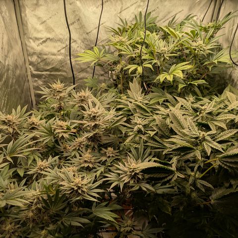 Garlic Budder #1  growlog timeline photo