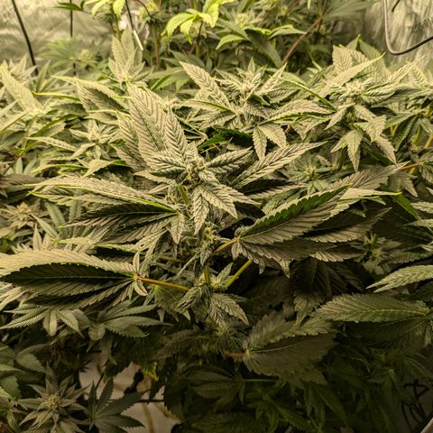 Garlic Budder #1  growlog timeline photo