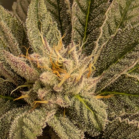 Garlic Budder #1  growlog timeline photo