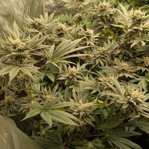 Garlic Budder #1  growlog timeline photo