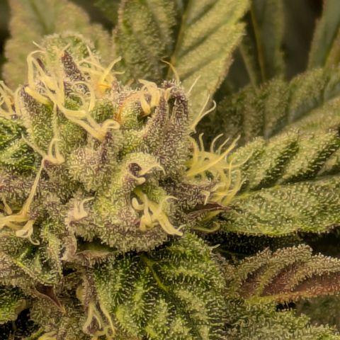 Garlic Budder #1  growlog timeline photo