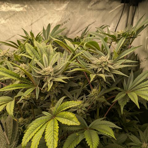 Garlic Budder #1  growlog timeline photo