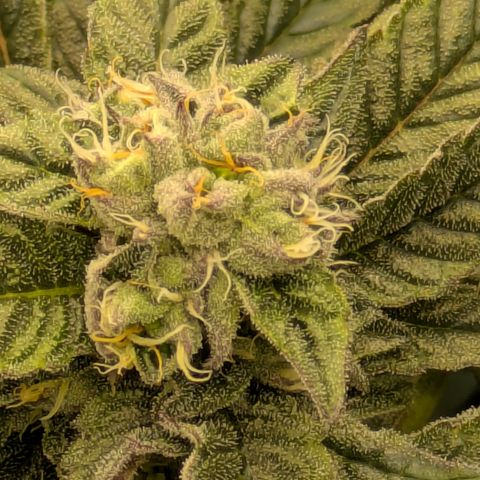 Garlic Budder #1  growlog timeline photo