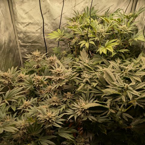 Garlic Budder #1  growlog timeline photo