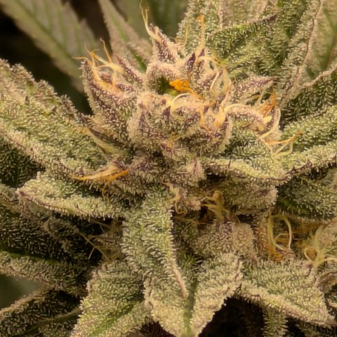 Garlic Budder #1  growlog timeline photo