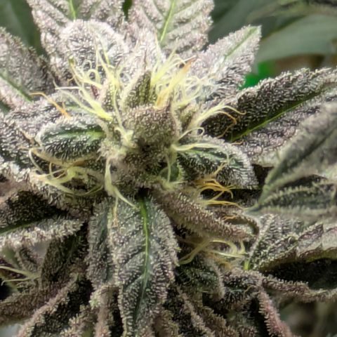 Garlic Budder #1  growlog timeline photo