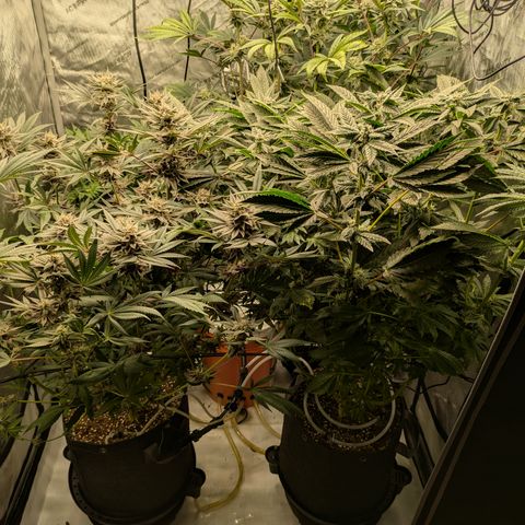Garlic Budder #1  growlog timeline photo