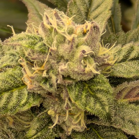Garlic Budder #1  growlog timeline photo