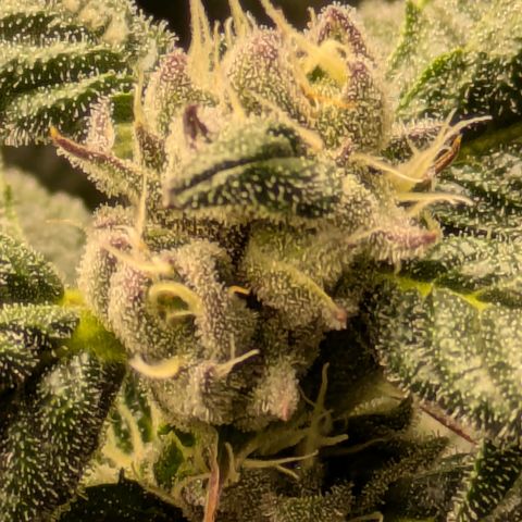 Garlic Budder #1  growlog timeline photo