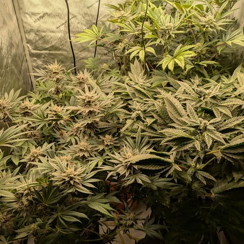 Garlic Budder #1  growlog timeline photo