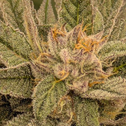 Garlic Budder #1  growlog timeline photo