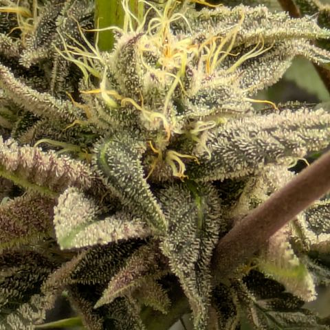 Garlic Budder #1  growlog timeline photo