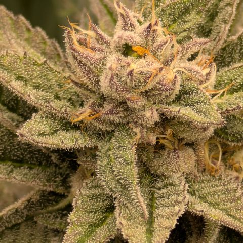 Garlic Budder #1  growlog timeline photo