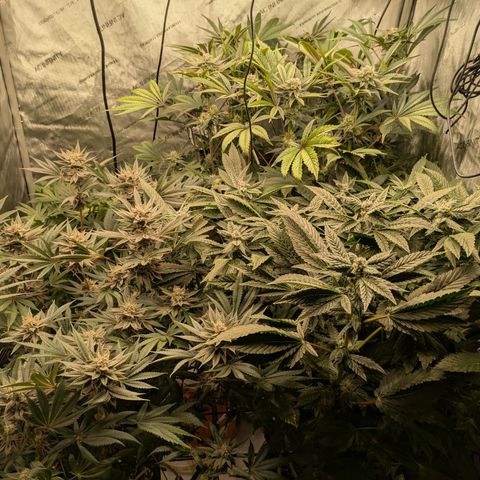 Garlic Budder #1  growlog timeline photo