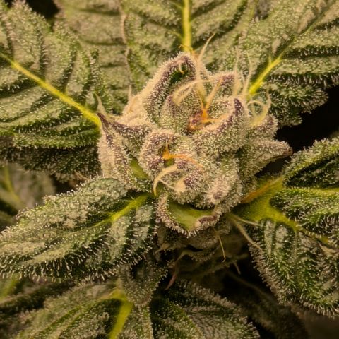 Garlic Budder #1  growlog timeline photo