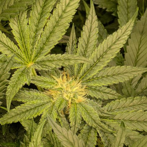 Garlic Budder #1  growlog timeline photo