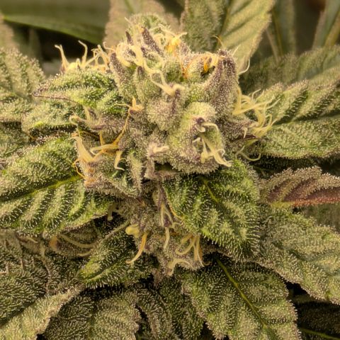 Garlic Budder #1  growlog timeline photo