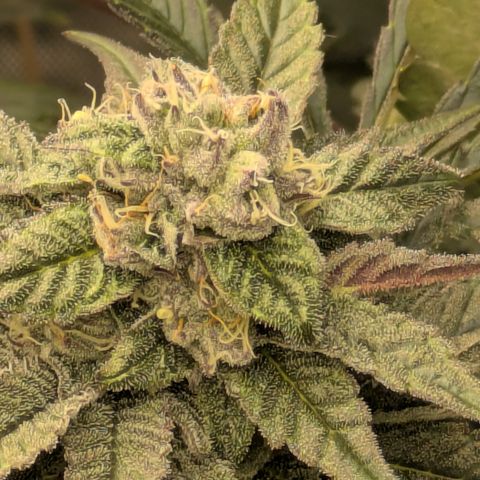 Garlic Budder #1  growlog timeline photo