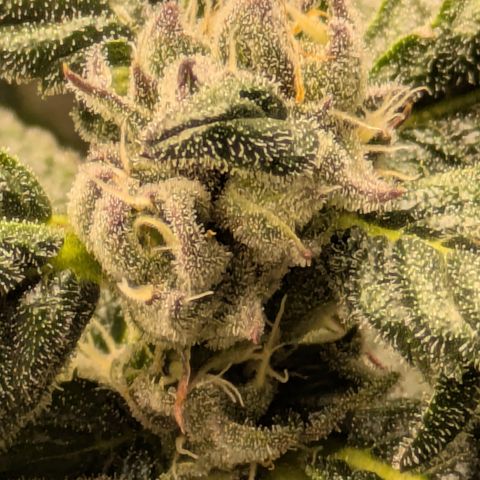 Garlic Budder #1  growlog timeline photo