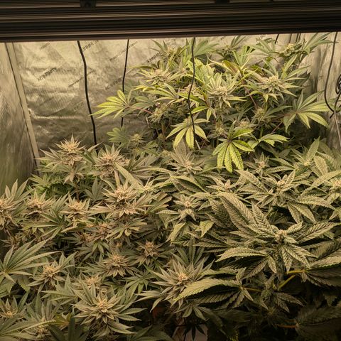 Garlic Budder #1  growlog timeline photo