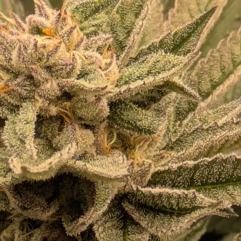 Garlic Budder #1  growlog timeline photo