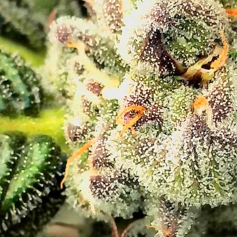 Garlic Budder #1  growlog timeline photo