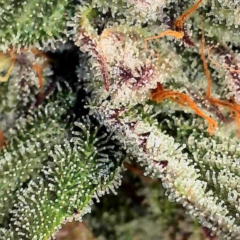Garlic Budder #1  growlog timeline photo