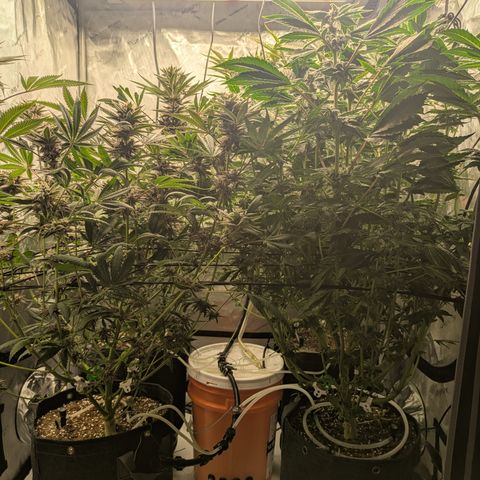 Garlic Budder #1  growlog timeline photo