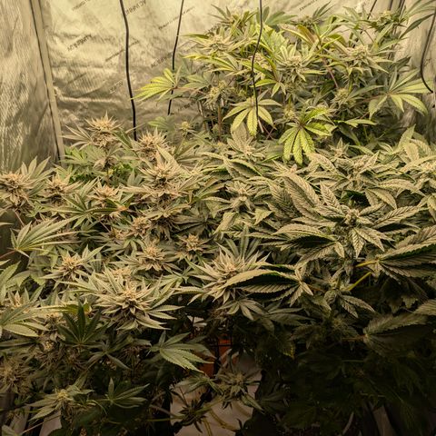 Garlic Budder #1  growlog timeline photo
