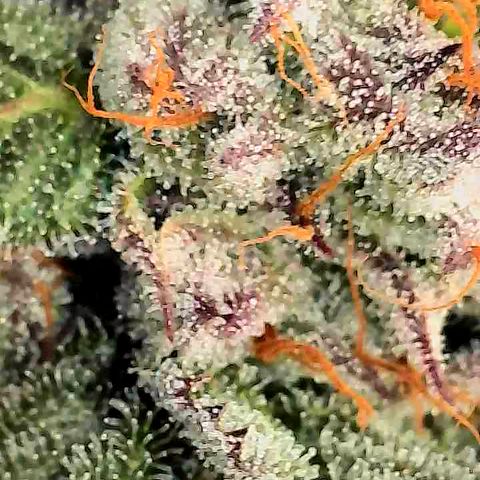 Garlic Budder #1  growlog timeline photo