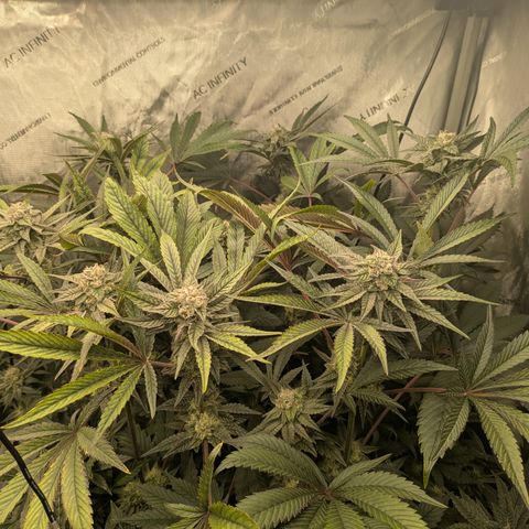Garlic Budder #1  growlog timeline photo