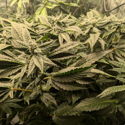 Garlic Budder #1  growlog timeline photo