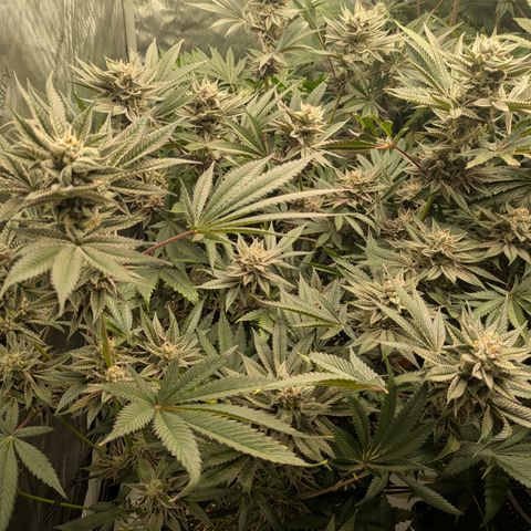 Garlic Budder #1  growlog timeline photo