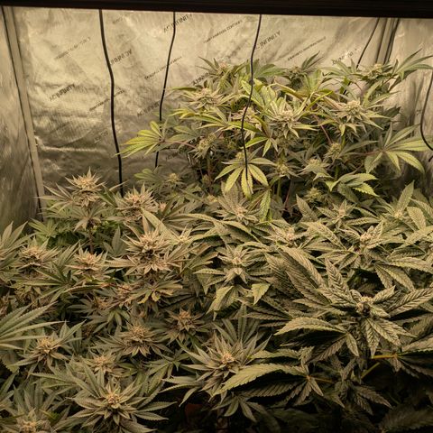 Garlic Budder #1  growlog timeline photo
