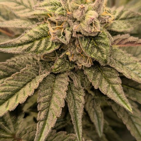 Garlic Budder #1  growlog timeline photo