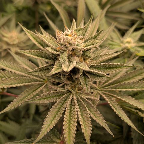 Garlic Budder #1  growlog timeline photo