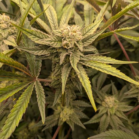 Garlic Budder #1  growlog timeline photo