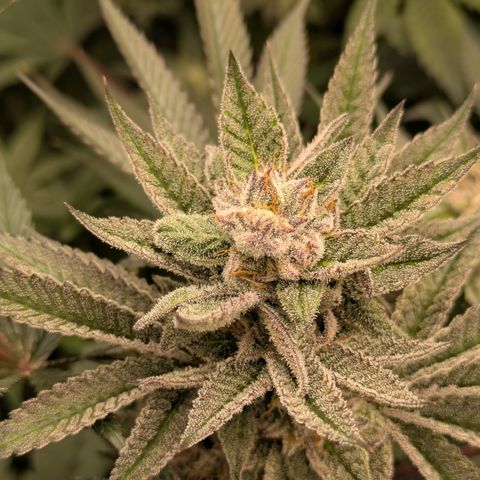 Garlic Budder #1  growlog timeline photo