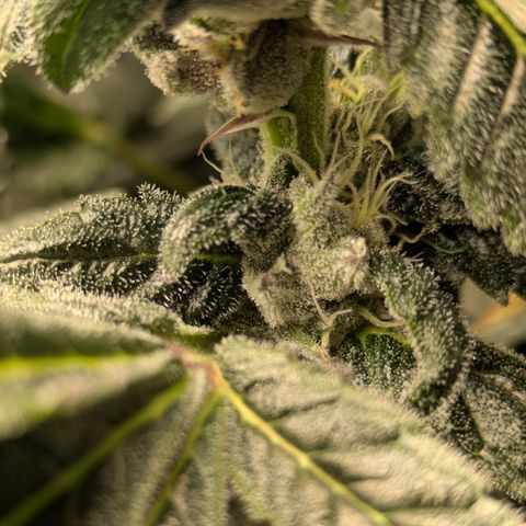 Garlic Budder #1  growlog timeline photo
