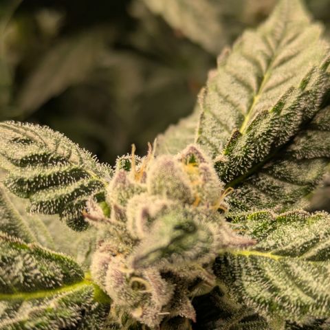 Garlic Budder #1  growlog timeline photo